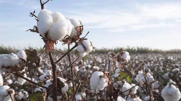 Myanmar turns to cotton cash crop to lift farmers' livelihoods